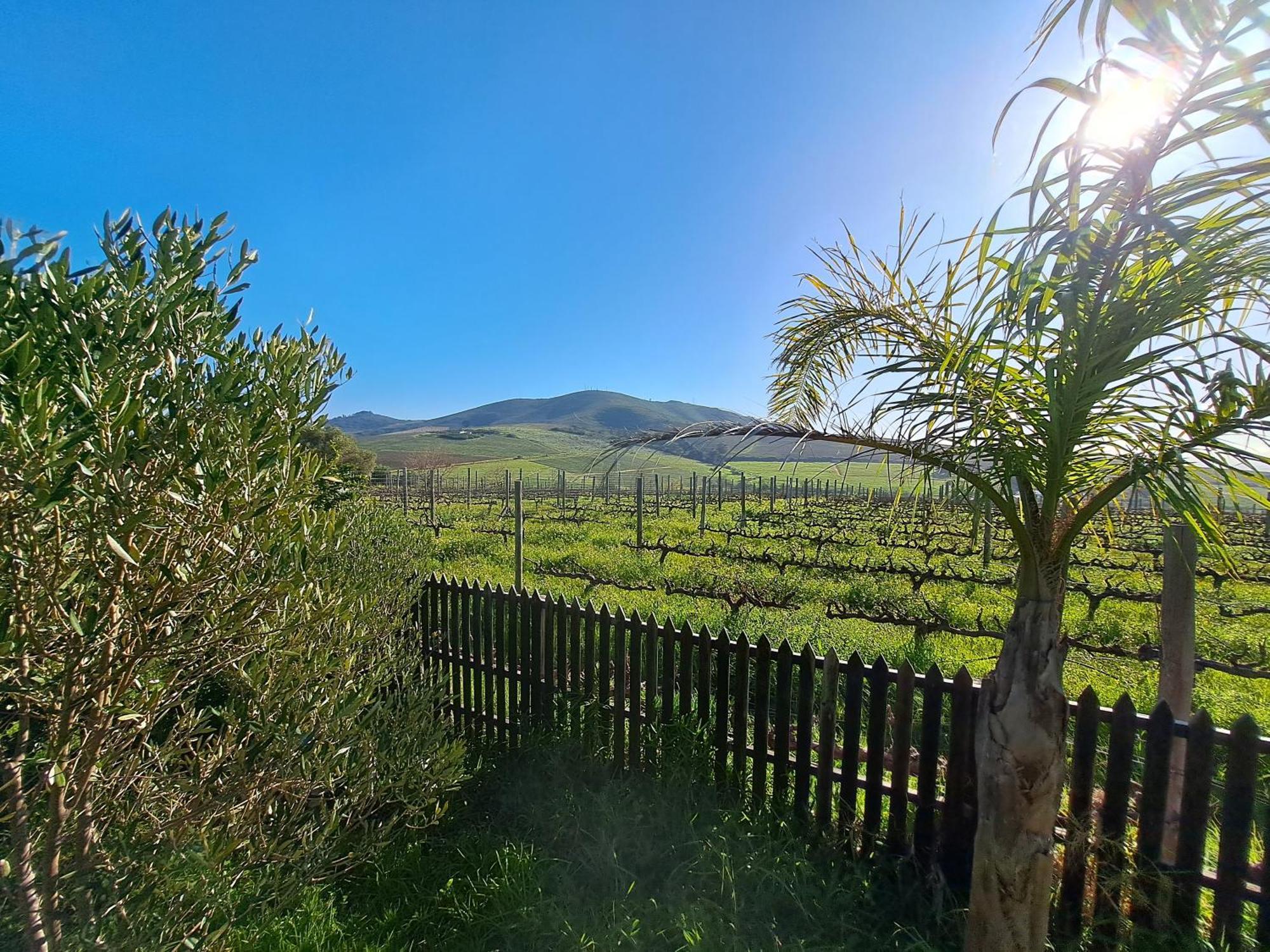 شقة Domaine Coutelier ستيلينبوش الغرفة الصورة