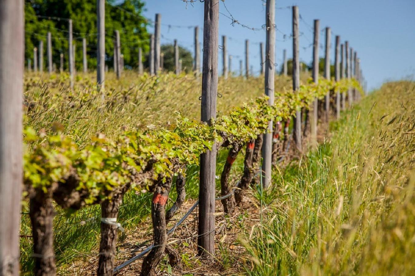 شقة Domaine Coutelier ستيلينبوش المظهر الخارجي الصورة