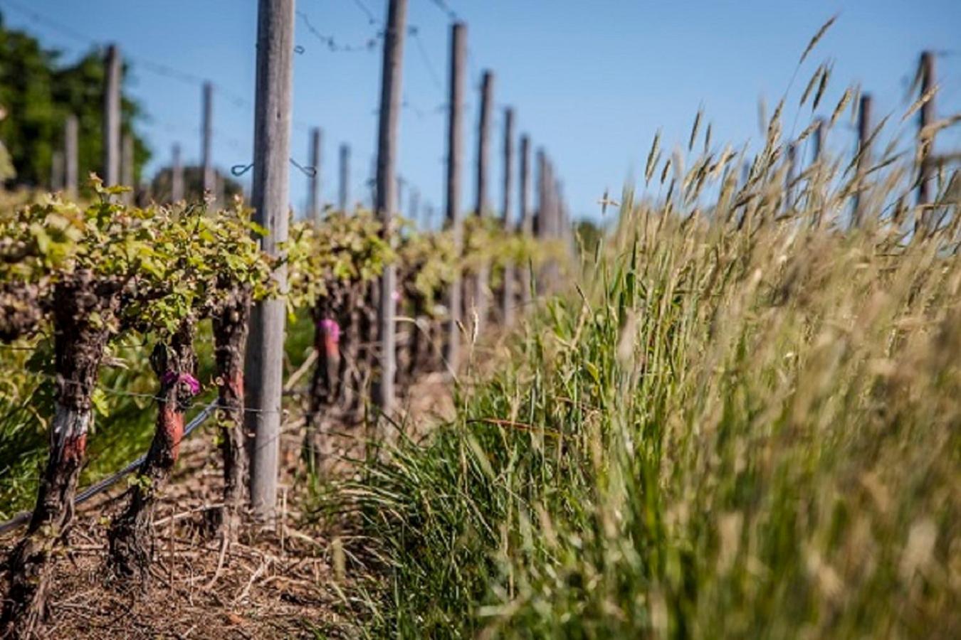 شقة Domaine Coutelier ستيلينبوش المظهر الخارجي الصورة